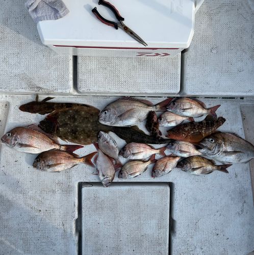 タイの釣果
