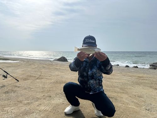 イシモチの釣果