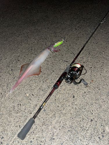 アカイカの釣果