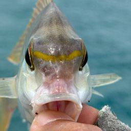 ヒトスジタマガシラ