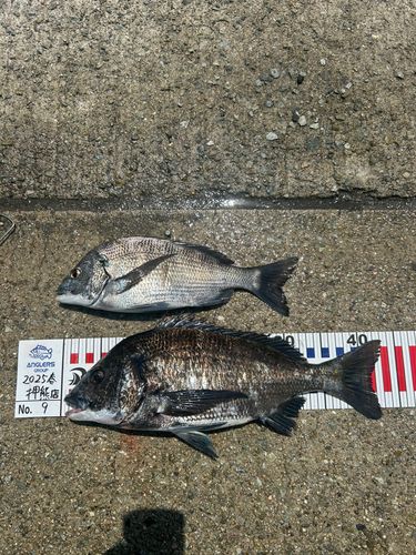 チヌの釣果