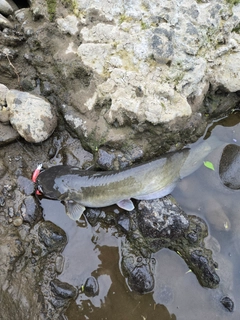 ナマズの釣果