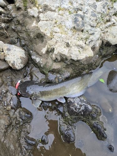 ナマズの釣果