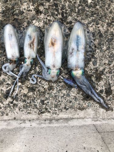 アオリイカの釣果