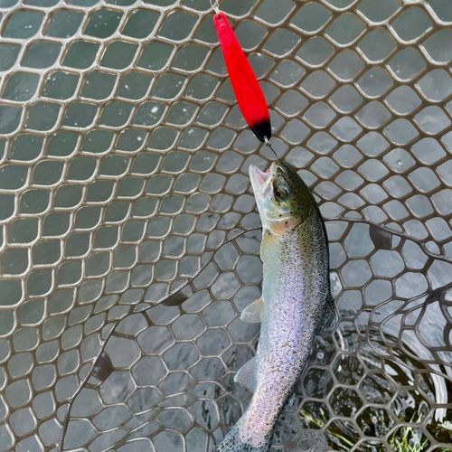 ニジマスの釣果