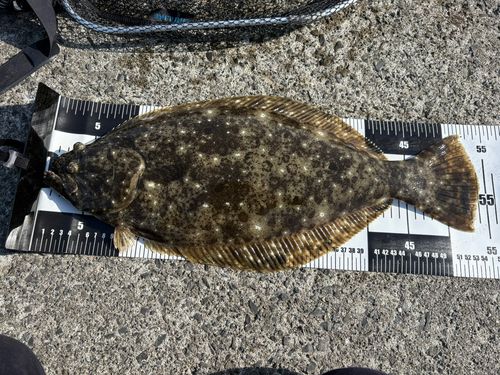 ヒラメの釣果