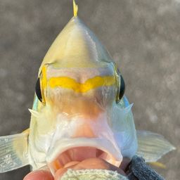 ヒトスジタマガシラ
