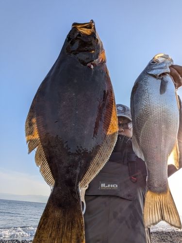ヒラメの釣果