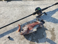 クロソイの釣果