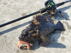 オウゴンムラソイの釣果