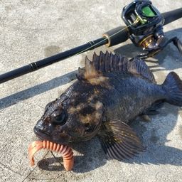 オウゴンムラソイ