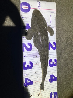 マゴチの釣果
