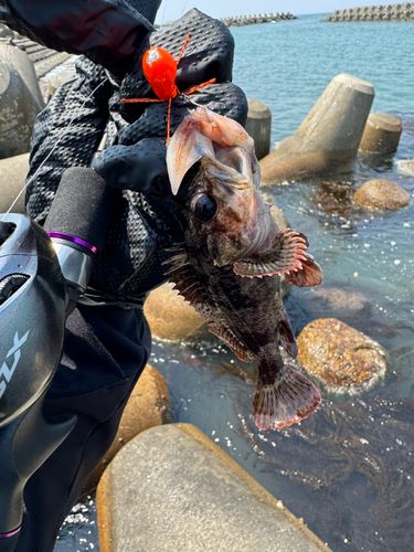 ソイの釣果