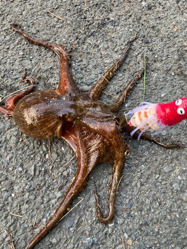 タコの釣果