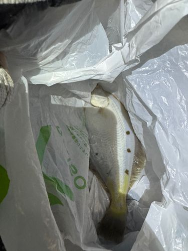 カレイの釣果