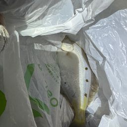 カレイ
