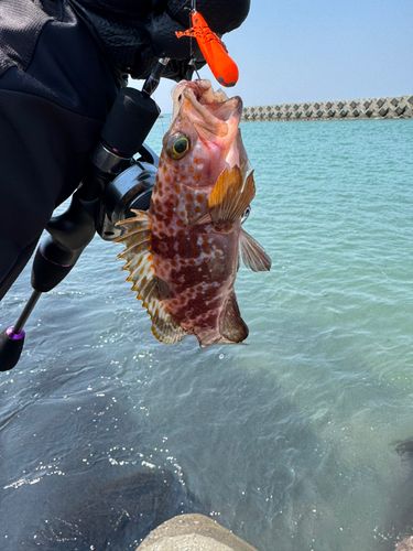 ソイの釣果