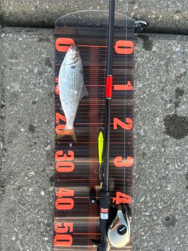 コノシロの釣果