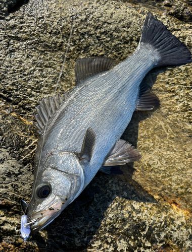 ヒラスズキの釣果