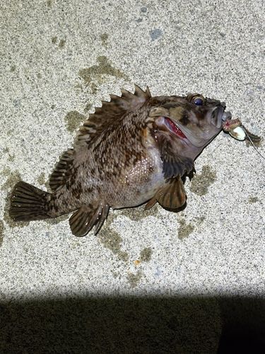ハチガラの釣果