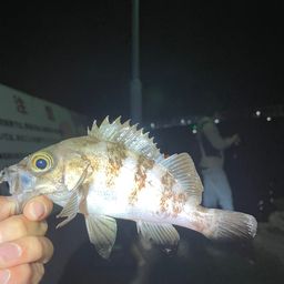 メバル
