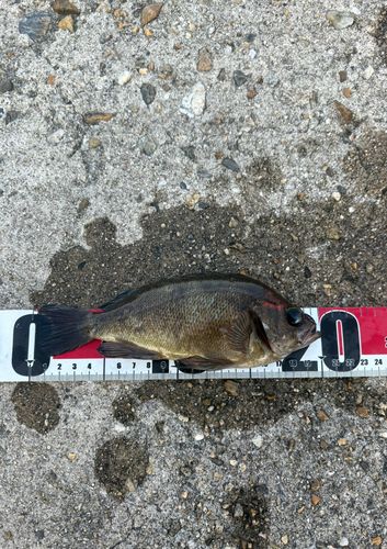 クロメバルの釣果