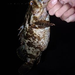 タケノコメバル