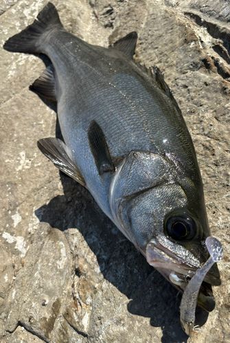 ヒラスズキの釣果
