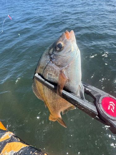 ウミタナゴの釣果