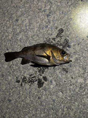 メバルの釣果
