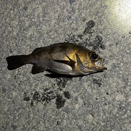 メバル