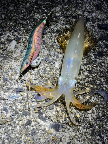 ヤリイカの釣果
