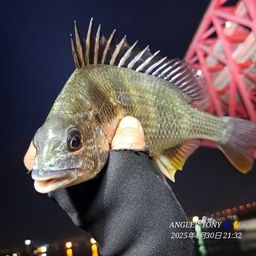 キビレ