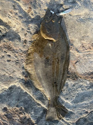 ヒラメの釣果