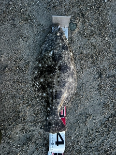 ヒラメの釣果