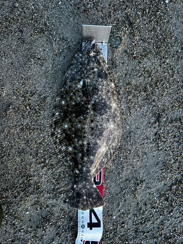 ヒラメの釣果