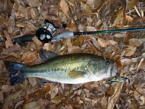 ブラックバスの釣果
