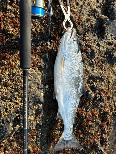 サクラマスの釣果