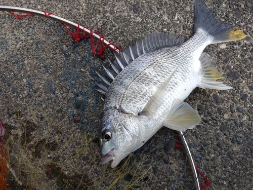 キビレの釣果
