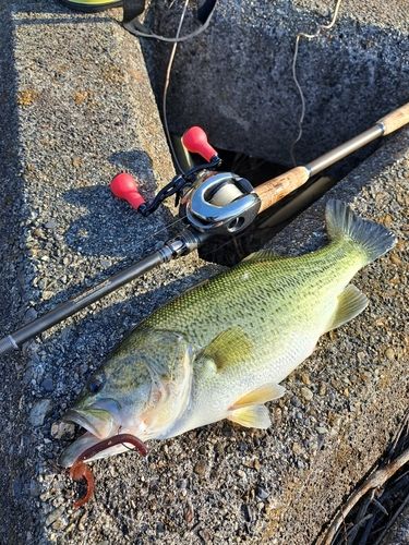 ブラックバスの釣果