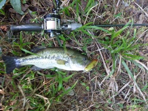 ブラックバスの釣果