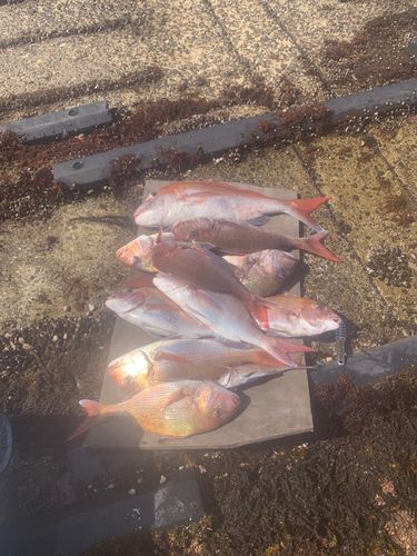 タイの釣果