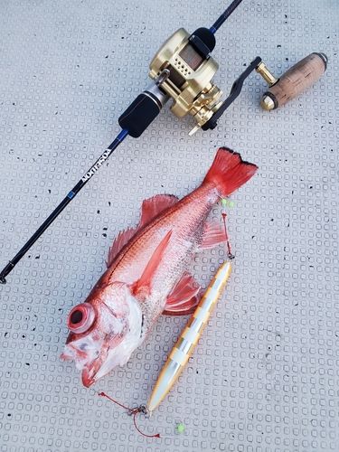 アカムツの釣果