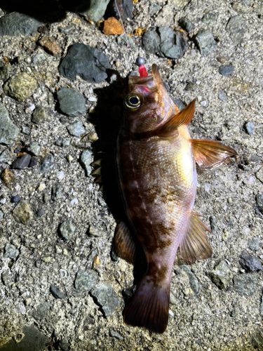 シロメバルの釣果
