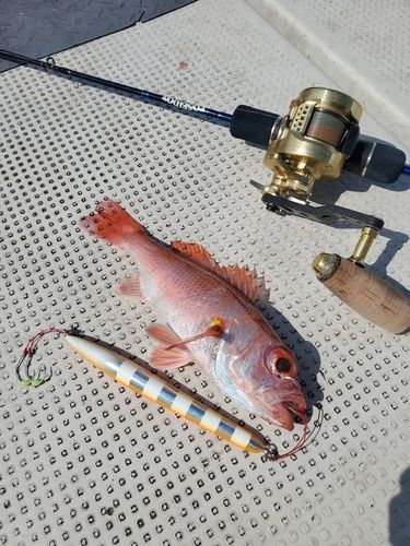 アカムツの釣果