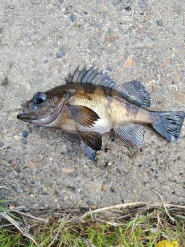 クロメバルの釣果