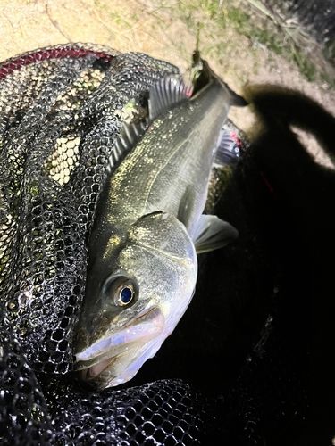 フッコ（マルスズキ）の釣果