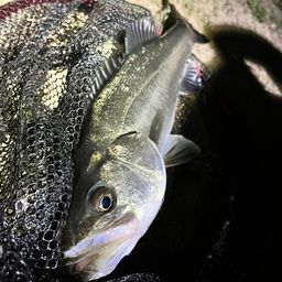 フッコ（マルスズキ）