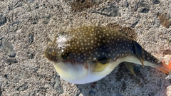 フグの釣果