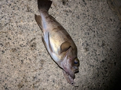 シロメバルの釣果